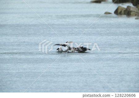 Gray heron Gray heron 128220606
