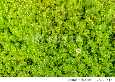 黃色花叢中盛開的白花的背景素材背景白三葉草葉三葉草夕陽色 128220617