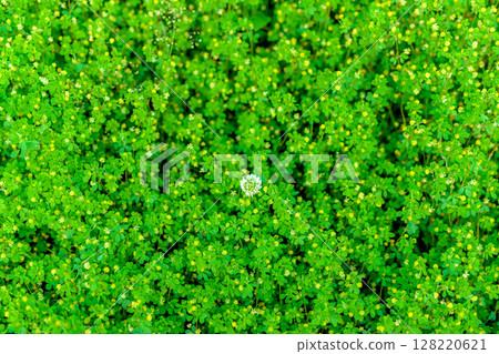 黃色花叢中盛開的白花的背景素材 背景 白三葉草 普通三葉草 晨色 128220621