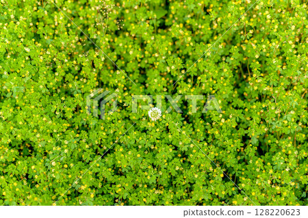 Background material of white flowers blooming among yellow flowers Background White clover Leaf clover Sunset color 128220623