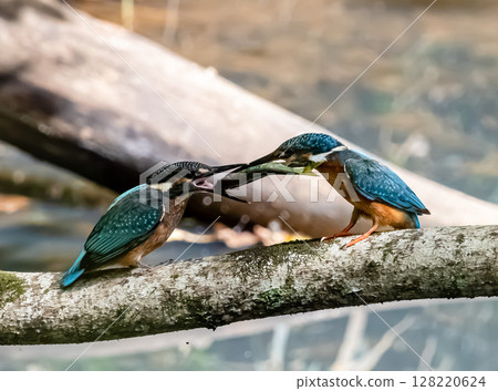 翠鳥親子服務 翠鳥親子服務 128220624