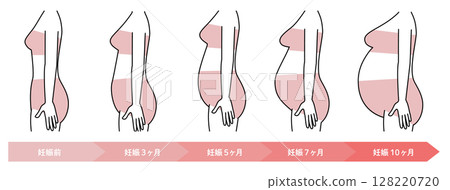 腹部大小隨懷孕週數的變化 128220720