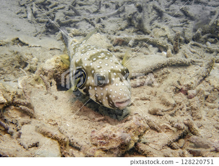 Blowfish on a coral reef at the bottom of the South China Sea in Vietnam Blowfish on a coral reef at the bottom of the South China Sea in Vietnam 128220751