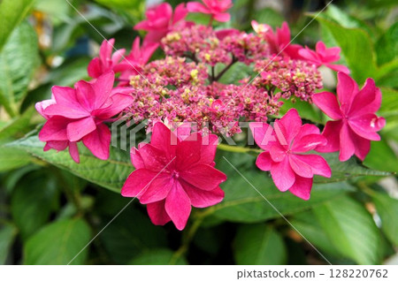 Red hydrangea Red hydrangea 128220762