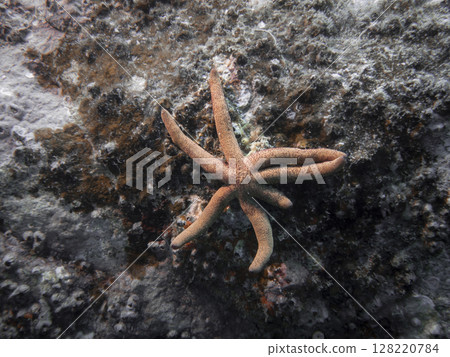 A red starfish at the bottom of the South China Sea in Vietnam 128220784