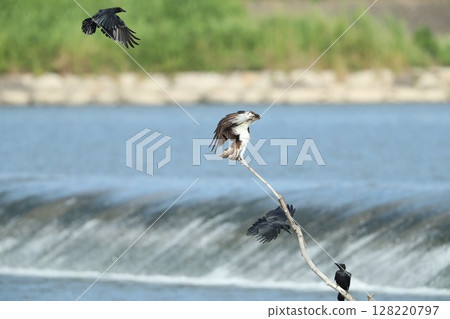 Osprey Osprey 128220797