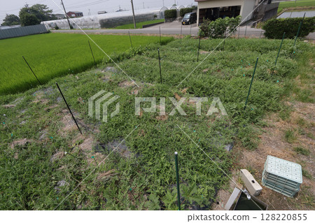 Watermelon field in mid-July 128220855