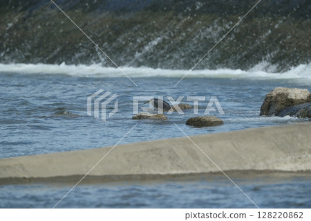 Great blue heron 128220862