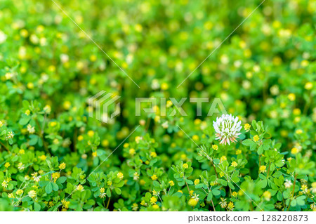 Background material of white flowers blooming among yellow flowers Background White clover Clover Day color Background material of white flowers blooming among yellow flowers Background White clover Clover Day color 128220873