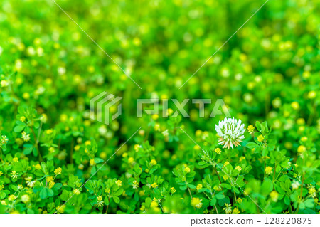 Background material of white flowers blooming among yellow flowers Background White clover Morning color Background material of white flowers blooming among yellow flowers Background White clover Morning color 128220875