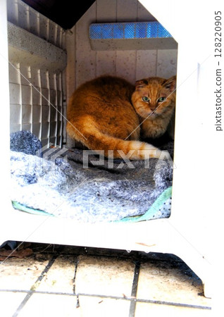A cat in a shed outside 128220905