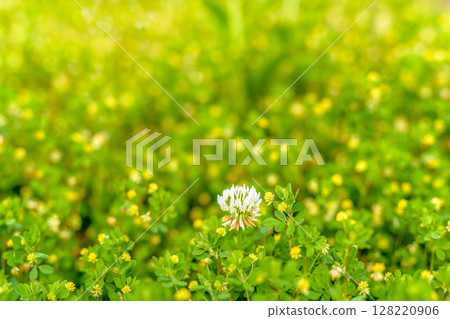 Background material of white flowers blooming among yellow flowers Background White clover Clover Evening color 128220906