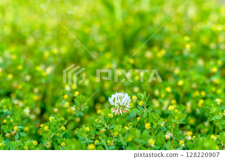 黃色花叢中盛開的白色花朵的背景材料背景白三葉草三葉草日色 128220907