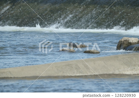 Great blue heron 128220930