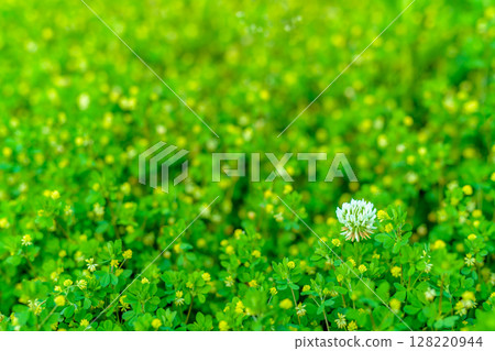 黃色花叢中盛開的白花的背景素材 背景 白三葉草 普通三葉草 晨色 128220944
