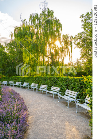 A path in the Rose Garden of Petrin features elegant white benches surrounded by lush greenery and blooming flowers. The soft sunlight filters through the trees, creating a serene atmosphere. A path in the Rose Garden of Petrin features elegant white benches surrounded by lush greenery and blooming flowers. The soft sunlight filters through the trees, creating a serene atmosphere. 128220993