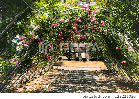 Romantic rose arch in full bloom Romantic rose arch in full bloom 128221026