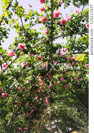 盛開的浪漫玫瑰拱門 128221027