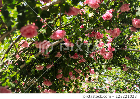 Romantic rose arch in full bloom 128221028