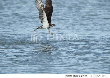 Osprey Osprey 128221059