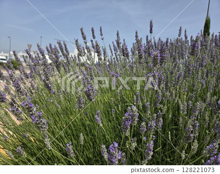 Lavender field blooming in summer with blue sky 128221073
