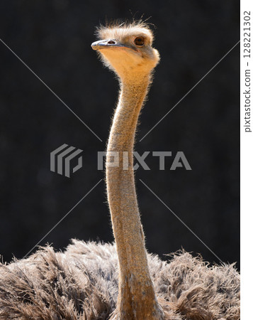 Big ostrich with a small head Big ostrich with a small head 128221302
