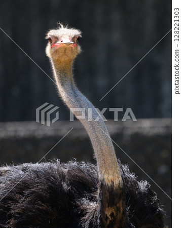 鴕鳥的S形脖子 128221303