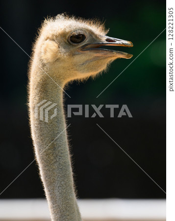 大鴕鳥，小腦袋 128221305