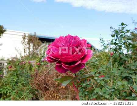 Rose Prospero Rose Prospero 128221325