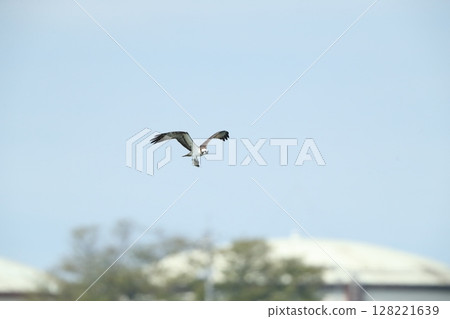 Osprey Osprey 128221639
