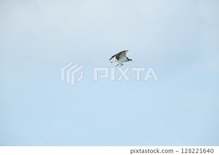 Osprey 128221640