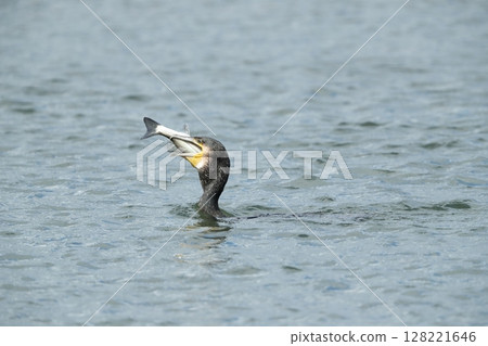 Cormorant 128221646