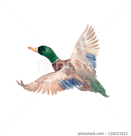 Flying watercolor duck isolated hand drawn mallard bird illustration for prints, cards and kids decor Flying watercolor duck isolated hand drawn mallard bird illustration for prints, cards and kids decor 128221921
