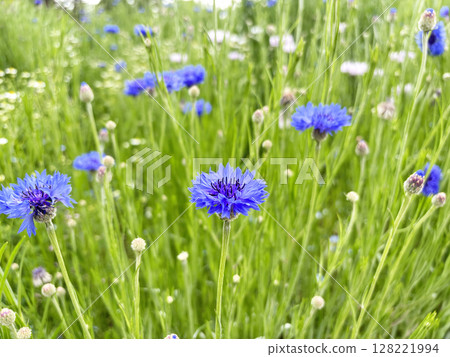 Flower garden Flower garden 128221994