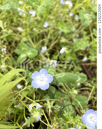 Flower garden Flower garden 128222004