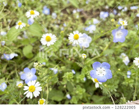 花園 花園 128222005
