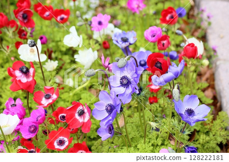 Flowers of anemone 128222181
