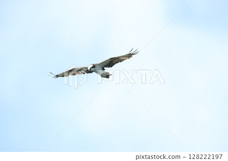 Osprey Osprey 128222197