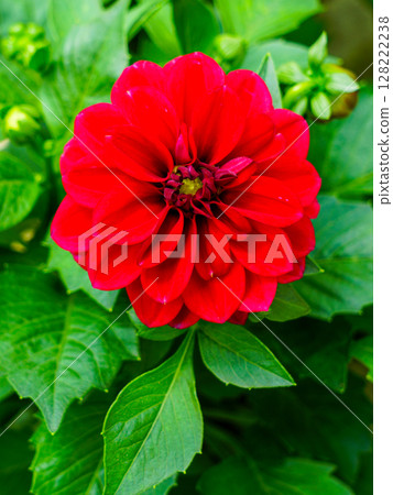 Brilliant Red Dahlia Flower in Full Bloom Surrounded by Fresh Green Leaves in a Garden Setting Brilliant Red Dahlia Flower in Full Bloom Surrounded by Fresh Green Leaves in a Garden Setting 128222238