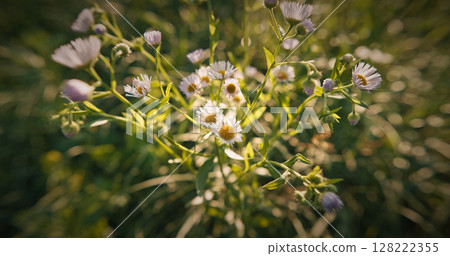 Erigeron annuus - formerly Aster annuus, the annual fleabane, daisy fleabane, or eastern daisy fleabane, is a species of herbaceous flowering plant, annual or biennial, in the family Asteraceae 128222355