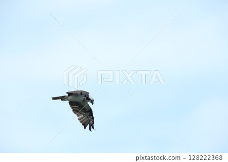 Osprey Osprey 128222368