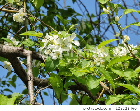 Beautiful flowers of the apple tree in the garden. Malus baccata is in the garden. 128222466