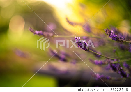 Lavender close up in soft evening light Lavender close up in soft evening light 128222548