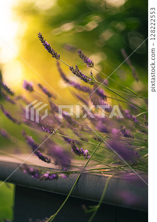 Lavender blossoming in soft evening light Lavender blossoming in soft evening light 128222553