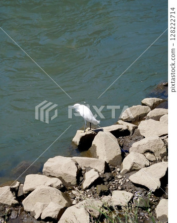 Little Egret Yokohama Katabira River Little Egret Yokohama Katabira River 128222714