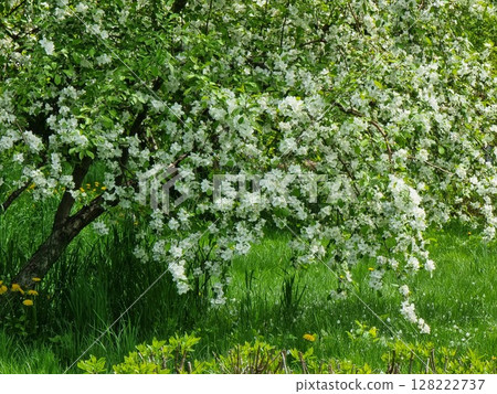 Apple tree in bloom. Spring garden. 128222737