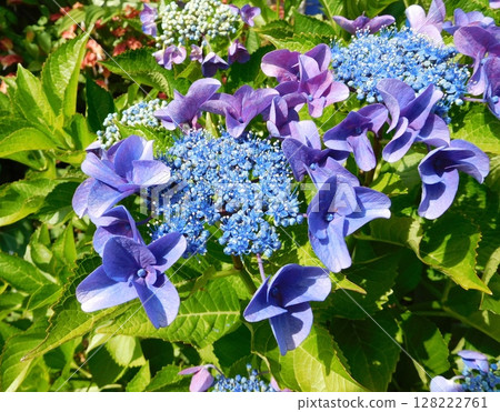 繡球 128222761