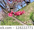 Red peach blossoms Photo by Daio Wasabi Farm 128222771