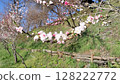 White peach blossoms Photo by Daio Wasabi Farm 128222772