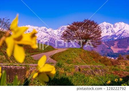 A landscape of daffodils blooming overlooking the Northern Alps A landscape of daffodils blooming overlooking the Northern Alps 128222792